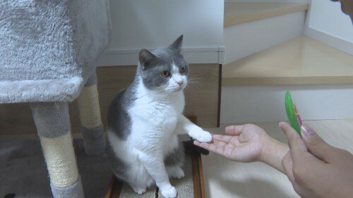 猫お手 (WEB500).jpg