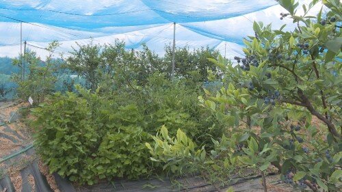 アグリパーク02 (500px).jpg