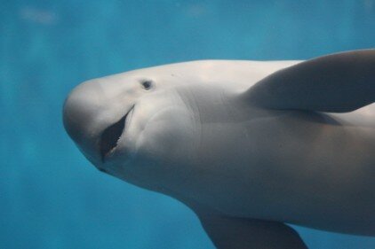 スナメリ (500px).JPG