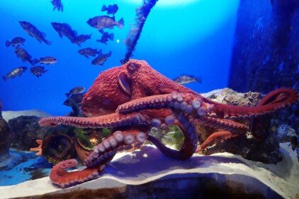 もっと水の惑星＿4月ミズダコ (500px).jpg