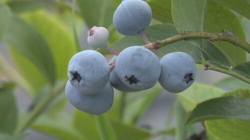 アグリパーク01 (500px).jpg