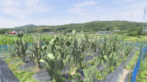 Still0619_00004 (500px).jpg